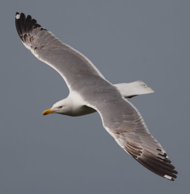 Yellow-legged Gull  (Larus cachinnans)