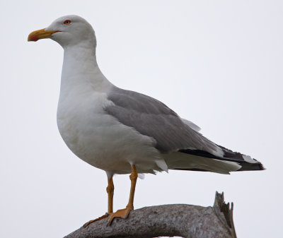 Yellow-legged Gull  (Larus cachinnans)