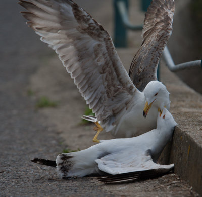 Yellow-legged Gull  (Larus cachinnans)
