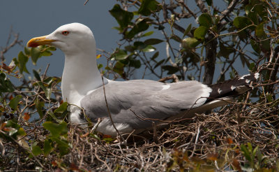 Yellow-legged Gull  (Larus cachinnans)