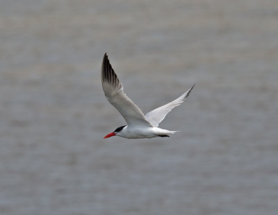 Caspian Tern  (Hydroprogne caspia)