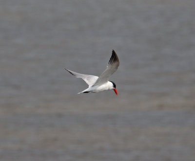 Caspian Tern  (Hydroprogne caspia)