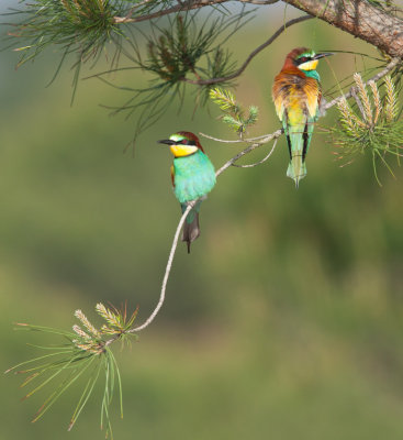 Bee-eater (Merops apiaster)