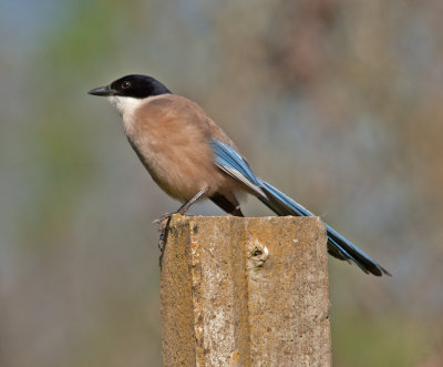 Azure-winged Magpie (Cyanopica cyana)