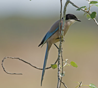 Azure-winged Magpie (Cyanopica cyana)