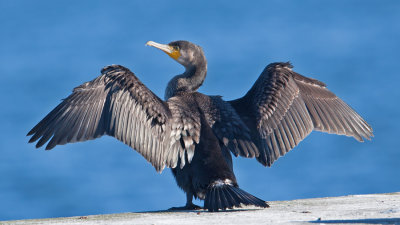 Cormorants