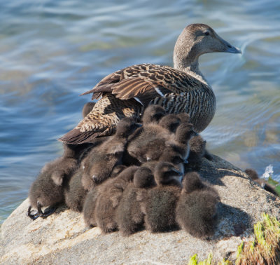 Common Eider  (Somateria mollissima)