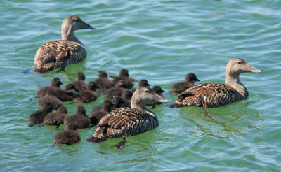 Common Eider  (Somateria mollissima)