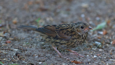 Dunnock (Prunella modularis)