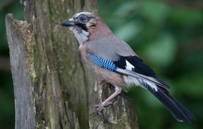 Jay (Garrulus glandarius)