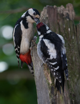 Great Spotted Woodpecker  (Dendrocopus major)