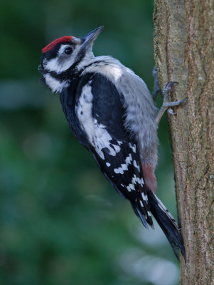 Great Spotted Woodpecker (Dendrocopus major)