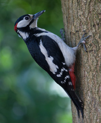 Great Spotted Woodpecker  (Dendrocopus major)