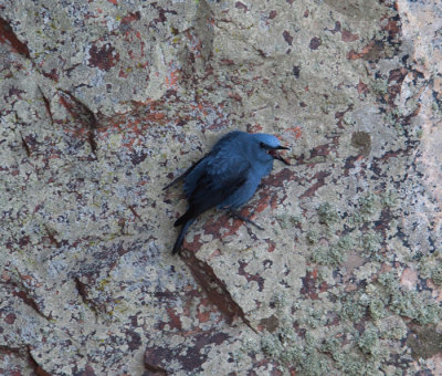 Blue Rock Thrush  (Monticola solitarius)