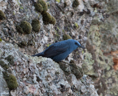 Blue Rock Thrush  (Monticola solitarius)