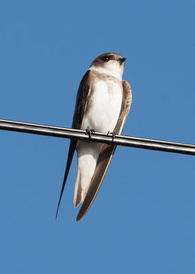 Collared Sand Martin (Riparia riparia)