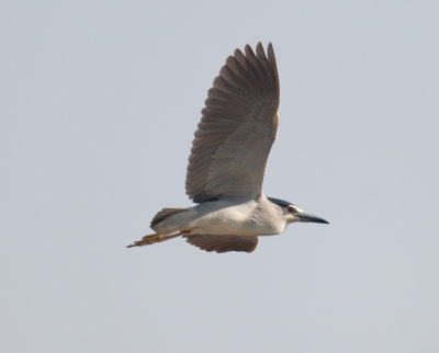 Night Heron (Nyctiorax nyctiorax)