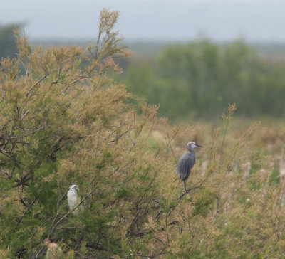 Western Reef-egret (Egretta gularis)