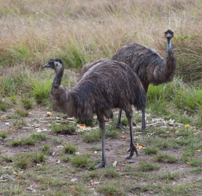 Common Emu (Dromaius novaehollandiae)