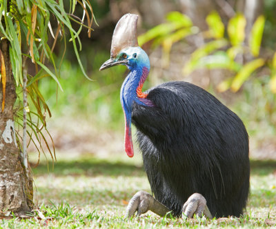 Southern Cassowary (Casuarius casuarius)