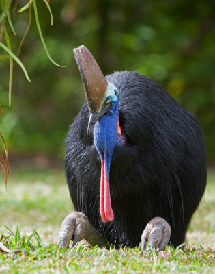 Southern Cassowary (Casuarius casuarius)