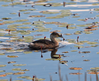 Australasian Grebe (Tachybaptus novaehollandiae)