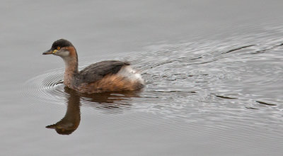 Australasian Grebe (Tachybaptus novaehollandiae)