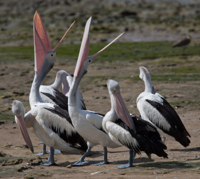 Australian Pelican (Pelecanus conspicillatus)