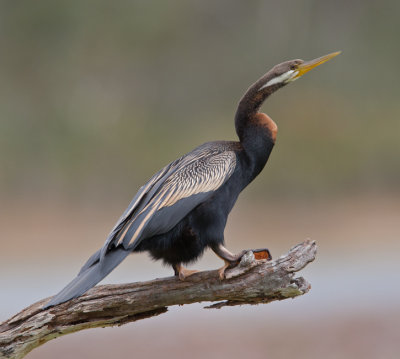 Australasian Darter (Anhinga novaehollandiae)