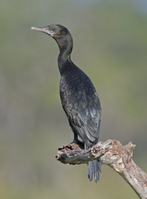 Little Black Cormorant (Phalacrocorax sulcirostris)