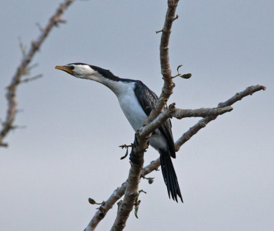 Little Pied Cormorant (Microcarbo melanoleucos)