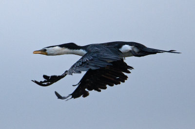 Little Pied Cormorant (Microcarbo melanoleucos)