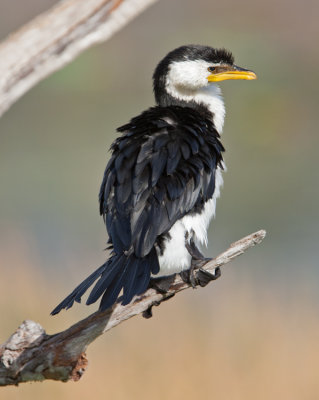 Little Pied Cormorant (Microcarbo melanoleucos)