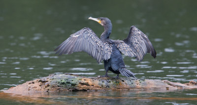 Great Cormorant (Phalacrocorax carbo)