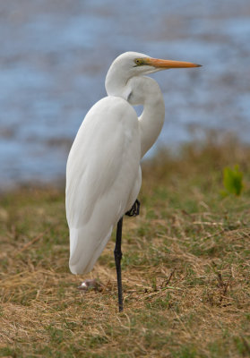 Great White Egret (Ardea alba)