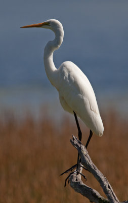 Great White Egret (Ardea alba)