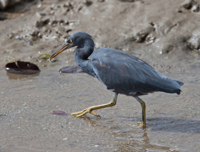 Eastern Reef-egret (Egretta sacra)