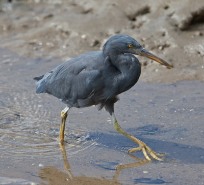 Eastern Reef-egret (Egretta sacra)