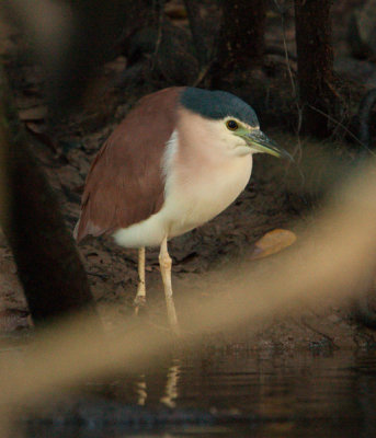 Nankeen Night-Heron  (Gorsachius melanocephala)