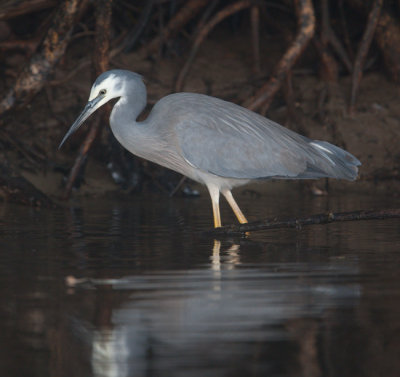 White-faced Heron (Egretta novaehollandiae)