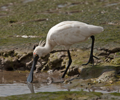 Royal Spoonbill (Platalea regia)