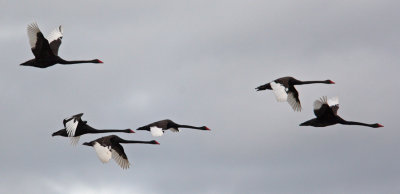 Black Swan (Cygnus atratus)