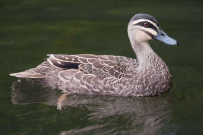 Pacific Black Duck (Anas superciliosa)