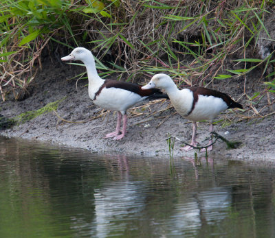 Radjah Shelduck (Radjah radjah)