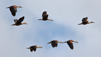 Wandering Whistling-duck (Dendrocygna arcuata)