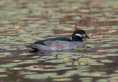 Green Pygmy-goose (Nettapus pulchellus)