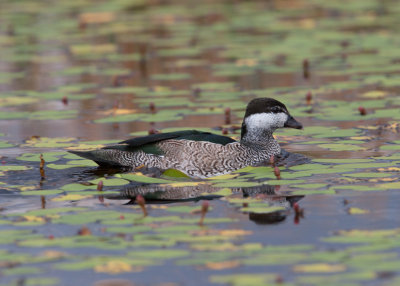 Green Pygmy-goose (Nettapus pulchellus)