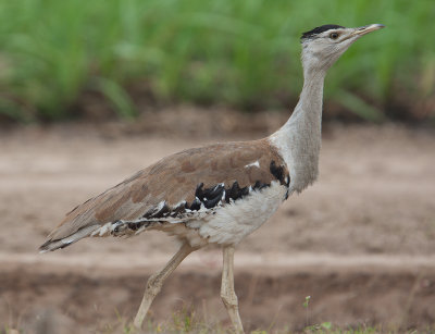 Australian Bustard (Ardeotis australis)