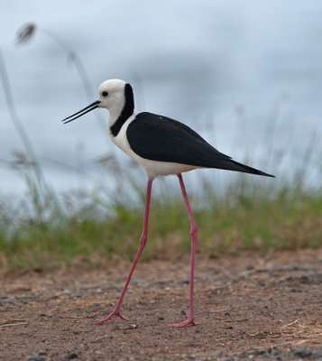 Black-winged Stilt (Himantopus himantopus)