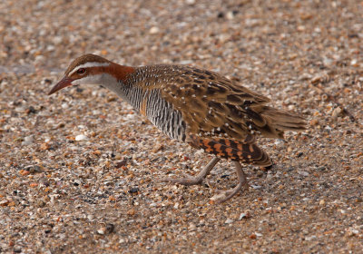 Buff-banded Rail (Hypotaenidia philippensis)